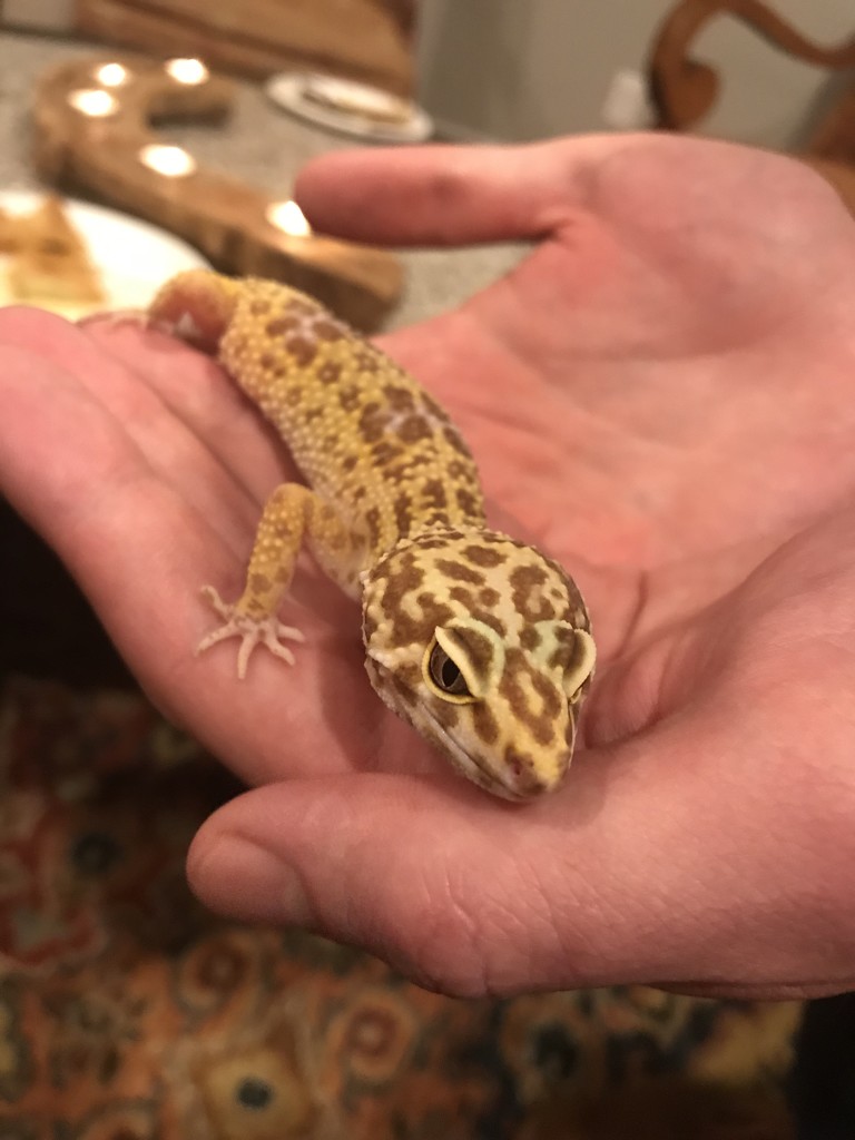 Leopard Gecko by gratitudeyear