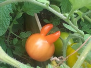 1st Sep 2019 - mutant tomato .....