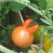 mutant tomato ..... by ianmetcalfe