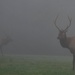 Day 237: Elk in PA by jeanniec57