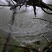 Day 239:  Web  by jeanniec57