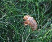 6th Sep 2019 - September 6: Annual Cicada