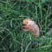 September 6: Annual Cicada by daisymiller