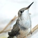 Day 249: Baby Hummingbird by jeanniec57