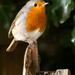 My little robin by pamknowler