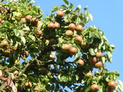5th Sep 2019 - A good year for Cider pears