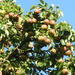A good year for Cider pears by snowy
