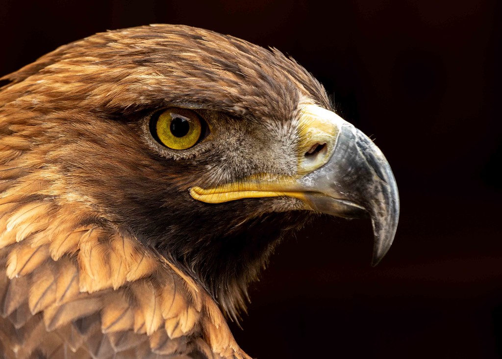 Golden Eagle  by shepherdmanswife