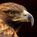 Golden Eagle  by shepherdmanswife