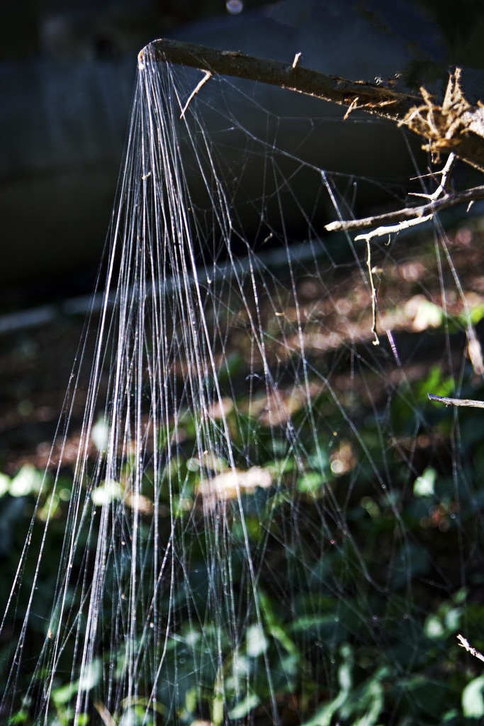 LHG_1863 Spider web Veil by rontu