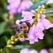 Bee on Obedient Plant by gardencat
