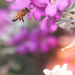 Pollination by judyc57