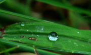 6th Sep 2019 - Day 249: Another Day, Another Raindrop
