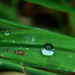 Day 249: Another Day, Another Raindrop by sheilalorson