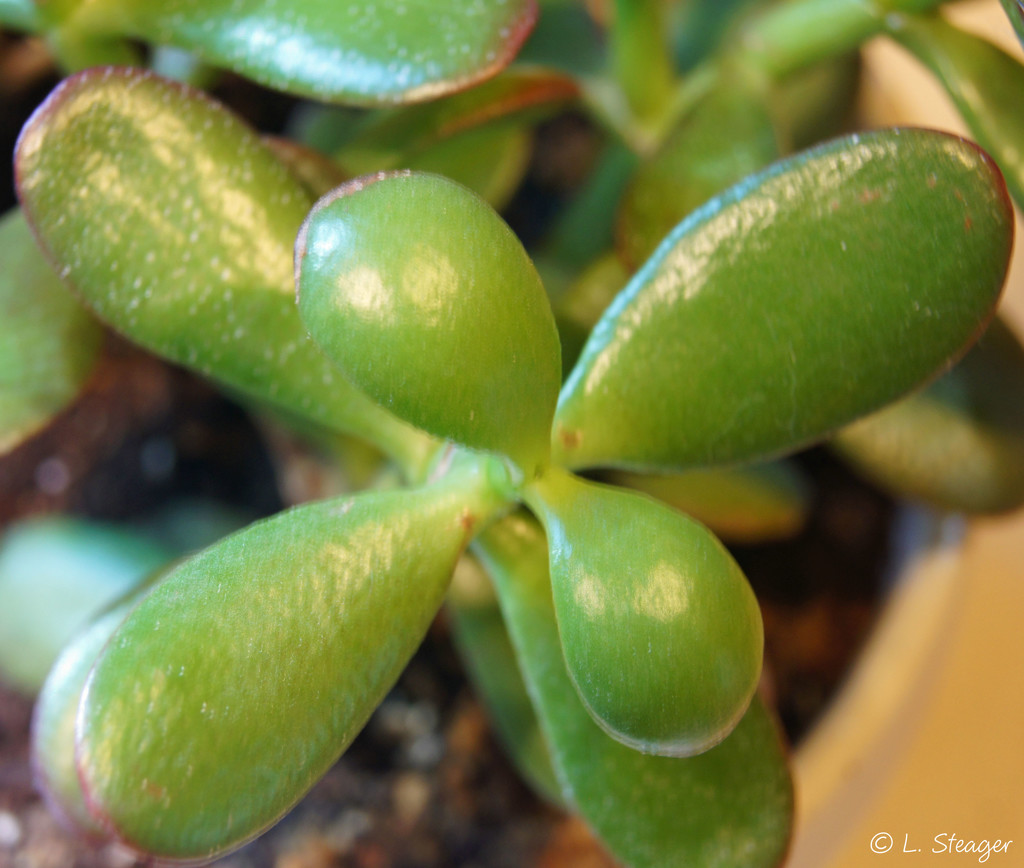 Jade Plant by larrysphotos