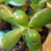 Jade Plant by larrysphotos