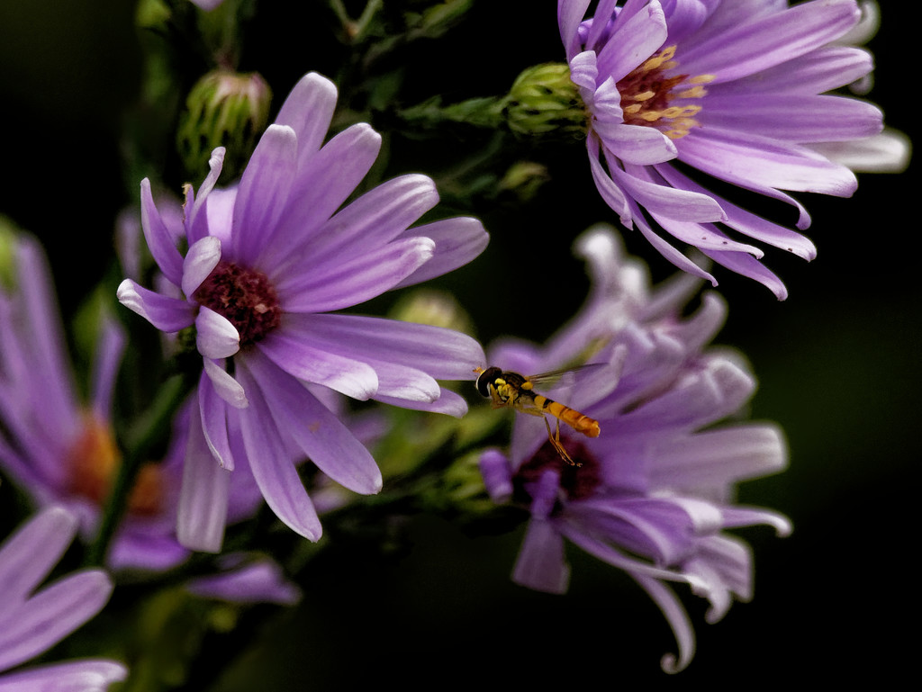asters with bee by rminer
