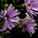 asters with bee by rminer