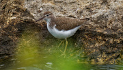 6th Sep 2019 - Spotted sandpiper