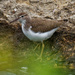 Spotted sandpiper by rminer