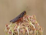 6th Sep 2019 - Grasshopper on Queen Anne's Lace