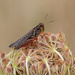 Grasshopper on Queen Anne's Lace by rminer