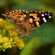 6th Sep 2019 - painted lady 
