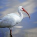 White Ibis by chejja