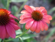 6th Sep 2019 - Mooodz Sympathy Coneflower