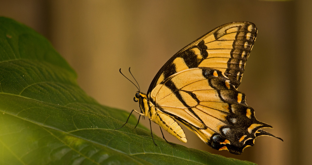 Eastern Tiger Swallowtail Butterfly, Taking a Break! by rickster549