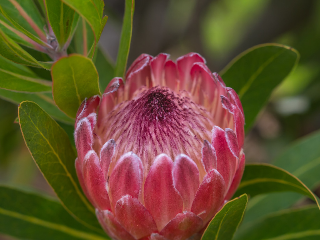Red Ice Protea by gosia