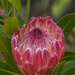 Red Ice Protea by gosia