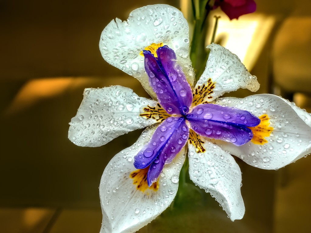Dietes with some morning dew by ludwigsdiana
