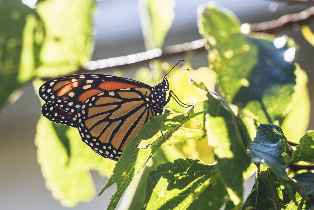 morning monarch by aecasey