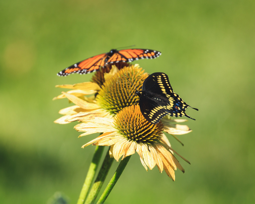 coneflower duet by aecasey
