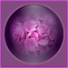 Phlox ---oops a bloomer -its a Hydrangea !! by beryl