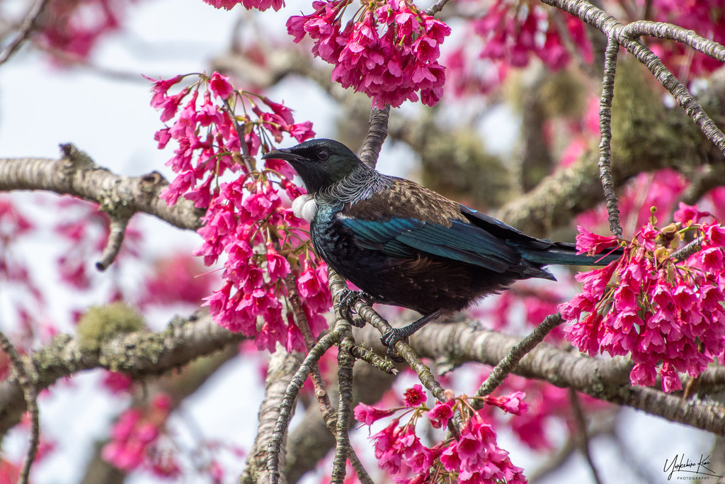 Tui in the cherry blossom by yorkshirekiwi