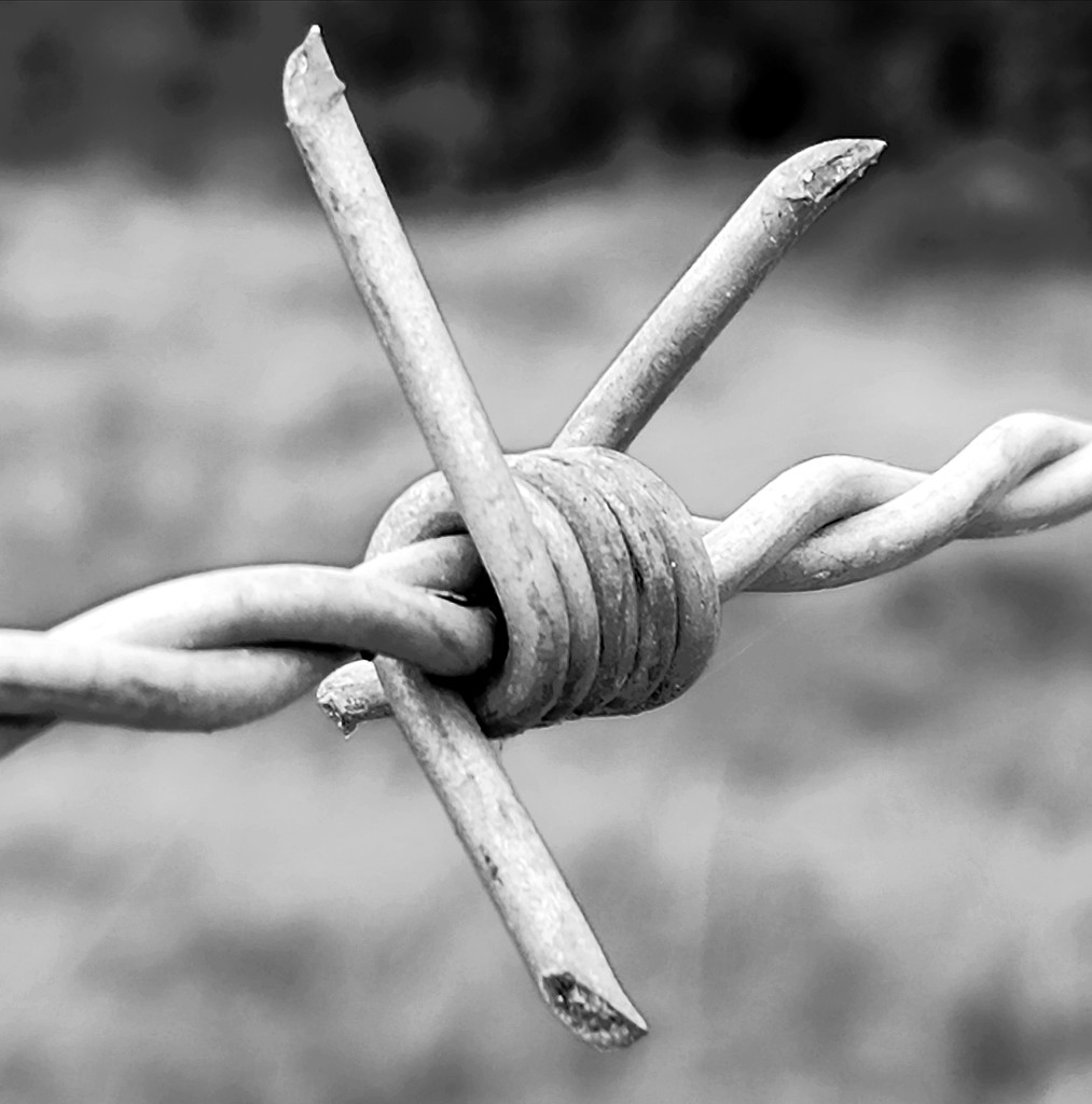 Barbed wire by flowerfairyann
