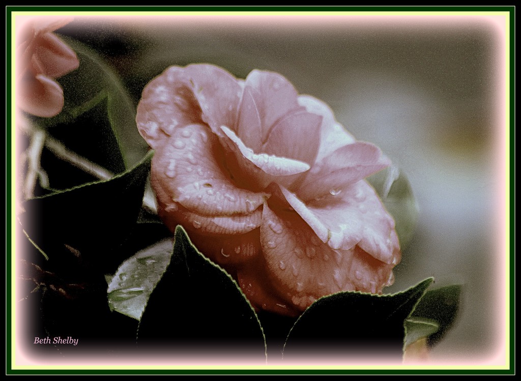 Raindrops of Roses by vernabeth