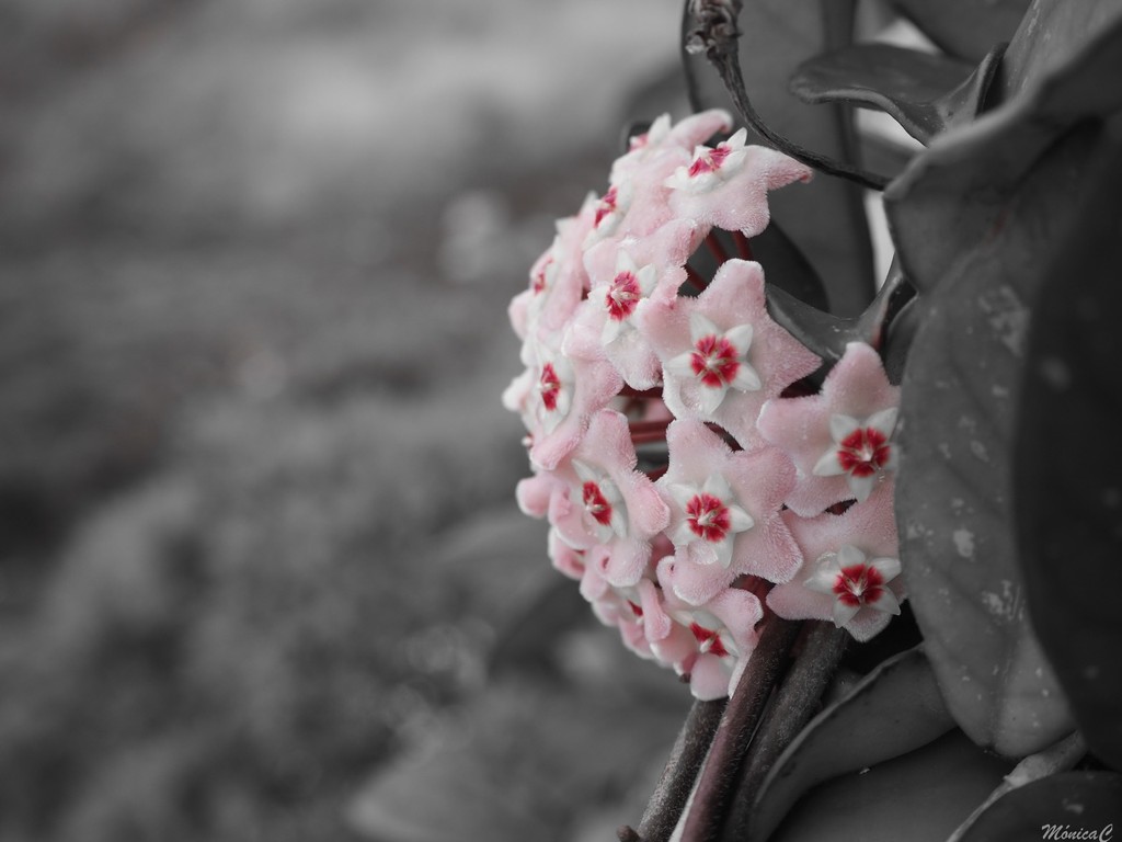 Hoya flower by monicac