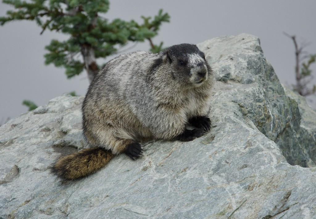 Hoary Marmot, aka Whistler -DSC_6238 by merrelyn