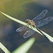 Migrant Hawker Male by philhendry