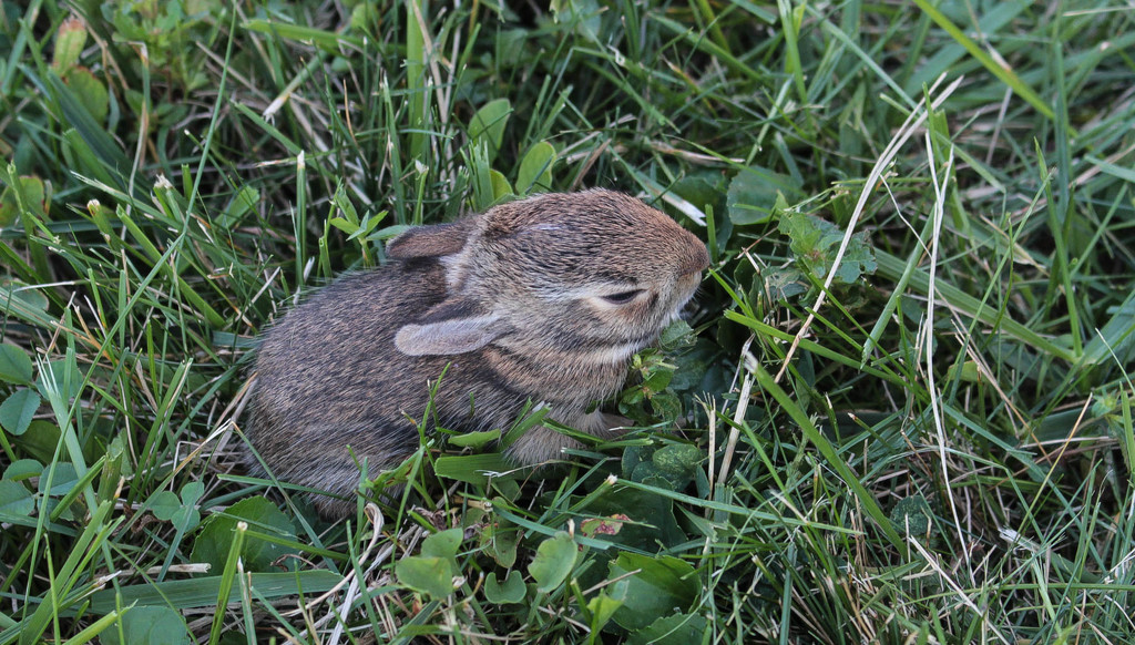 Baby bunny by mittens