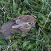 Baby bunny by mittens
