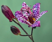 7th Sep 2019 - Colourful Toad Lily