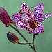 Colourful Toad Lily by tonygig