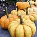 Picking Pumpkins by beckyk365