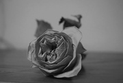 6th Sep 2019 - Yellow rose in black and white