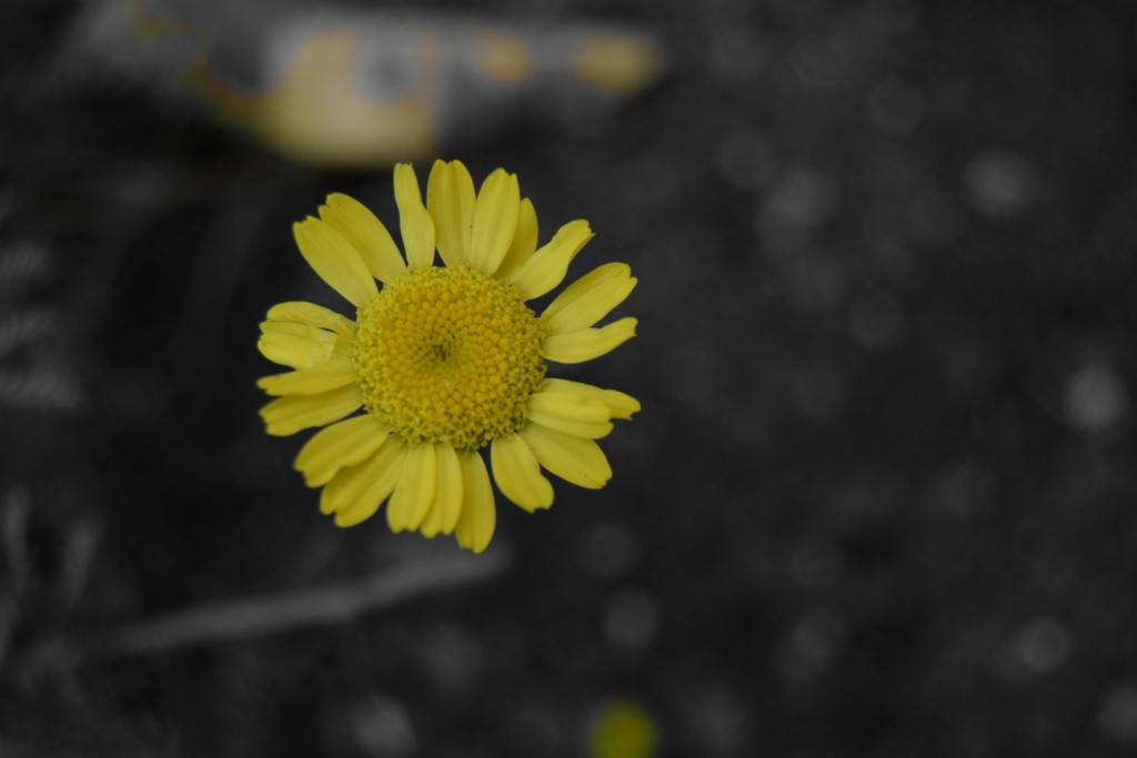 Yellow wildflower by dragey74