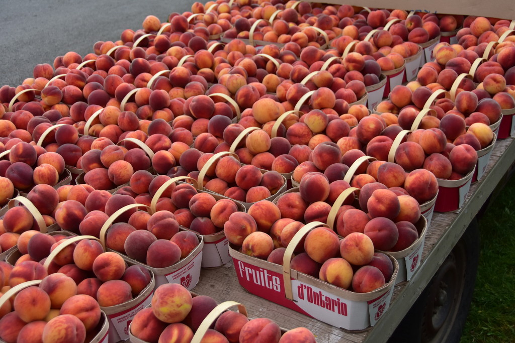 Ontario Peaches..the best tasting by jayberg